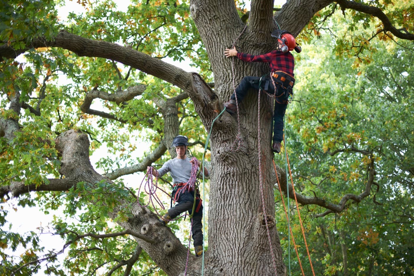 Two arborists climbing a large tree with ropes and safety equipment